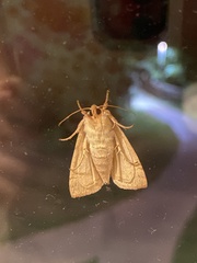 Noctuinae