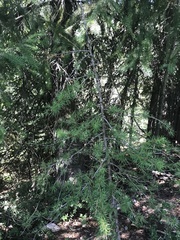 Larix occidentalis