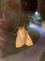Noctuinae