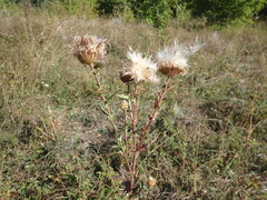 Cirsium serrulatum
