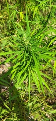 Cannabis sativa