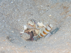 Amblyeleotris sungami