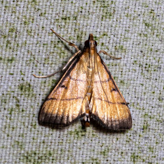 Cnaphalocrocis
