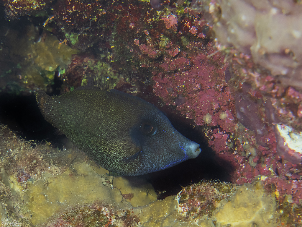 Randall's Filefish