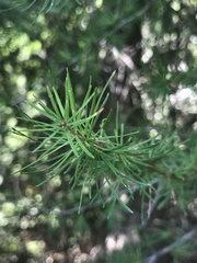 Larix occidentalis