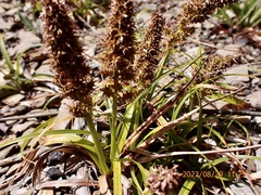 Carex satsumensis