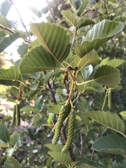 Alnus rhombifolia
