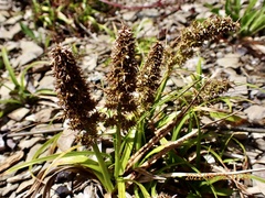 Carex satsumensis