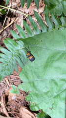Calopteron