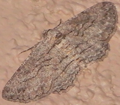 Anavitrinella