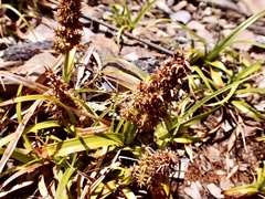 Carex satsumensis