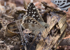 Spialia galba