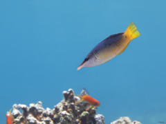 Gomphosus klunzingeri