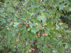 Crataegus