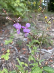 Desmodium glabellum