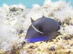 Sufflamen albicaudatum