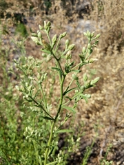Baccharis plummerae plummerae