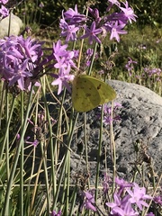 Phoebis philea