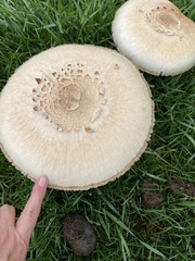 Chlorophyllum molybdites