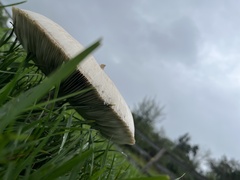 Chlorophyllum molybdites