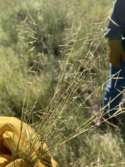 Bouteloua aristidoides