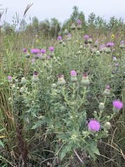 Cirsium altissimum