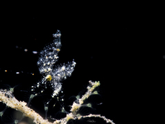 Phycocaris simulans