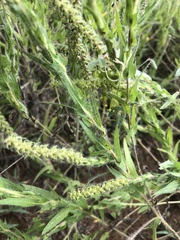 Ambrosia bidentata