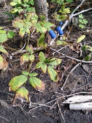 Caulophyllum thalictroides