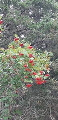 Viburnum opulus