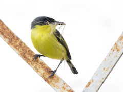 Todirostrum cinereum