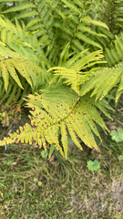 Dryopteris