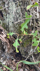 Quercus buckleyi