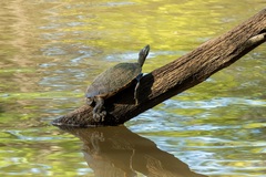 Pseudemys concinna concinna