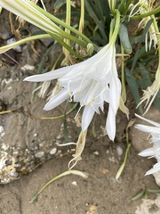 Pancratium maritimum