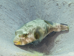 Arothron immaculatus