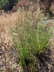 Baccharis plummerae plummerae