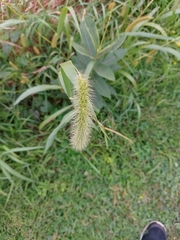 Setaria faberi