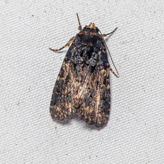 Noctuidae