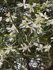 Citrus trifoliata