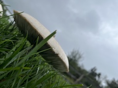 Chlorophyllum molybdites