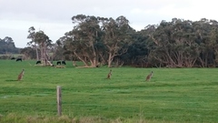 Macropus fuliginosus