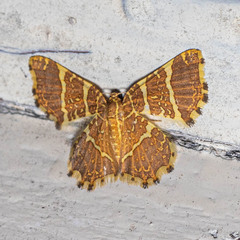 Hastina pluristrigata