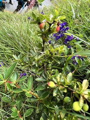 Berberis morrisonensis