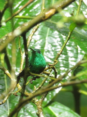 Saucerottia saucerottei