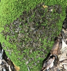 Peltigera evansiana