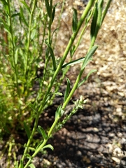 Baccharis plummerae plummerae