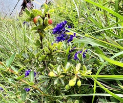 Berberis morrisonensis