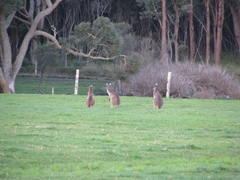 Macropus fuliginosus