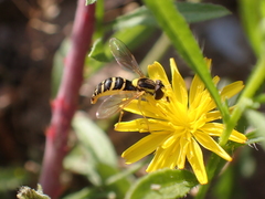 Sphaerophoria scripta